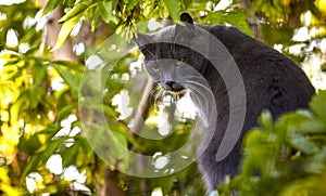 Black cat with glowing green eyes on a background of green leave