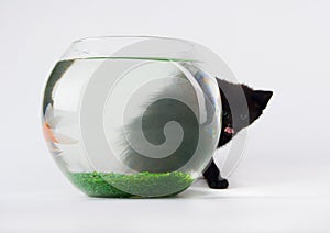 Black cat & Gold fish