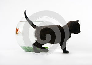 Black cat & Gold fish