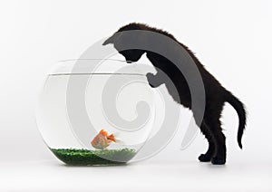 Black cat & Gold fish