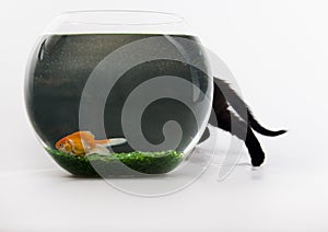 Black cat & Gold fish