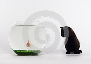 Black cat & Gold fish