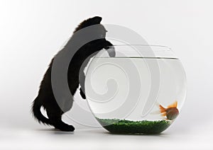 Black cat & Gold fish