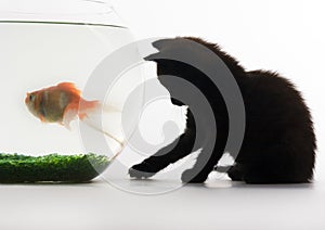 Black cat & Gold fish