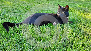 Black cat in grass carnivore