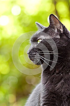 Black cat on a green background