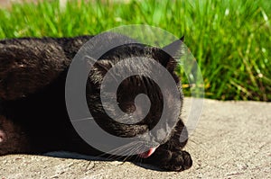 Black cat on a green background licks its paws in the sun