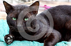 Black cat green eyes