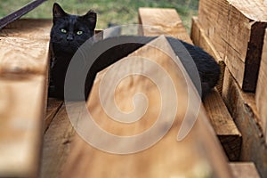 Black cat with green eyes lieing down on brown beam