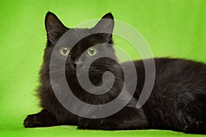 Black cat with green eyes lying on blanket