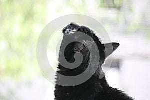 A black cat with green eyes sits by the window and looks up. Selective focus