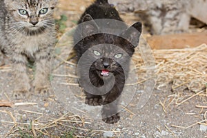 Black cat with green eyes walking towards the camera and diffuse cat