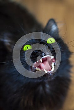 Black cat with green eyes yelling looking up