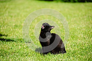 black cat on a green grass