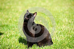 black cat on a green grass