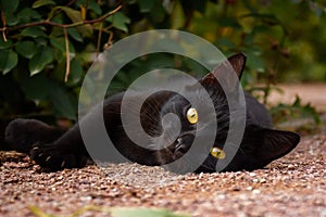 Black cat green grass. Amazing portrait, street fluffy cat