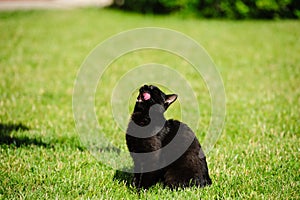 black cat on a green grass