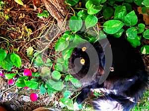 black cat with green plants