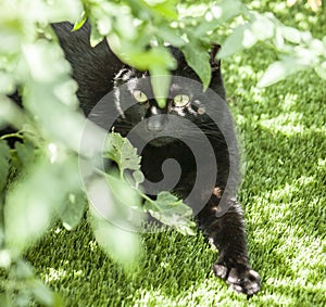 A black cat and a green surroundings.