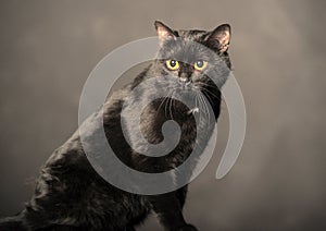 Black cat on grey