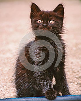 Black cat hackles up while looking straight front - a vertical view of a nervous kitty