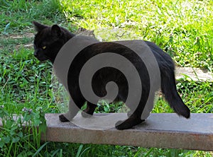 Black Cat with Half Tail on Farm