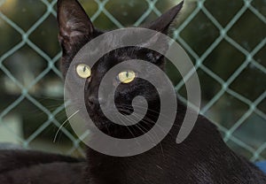 Black cat, Halloween concept. Portrait of Domestic feline relaxing on window with net.