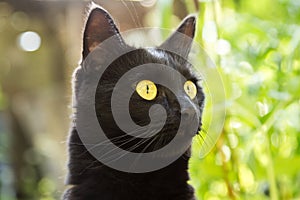 Black cat head, portrait, face with yellow eyes close up