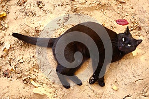 Black cat with healthy shining fur lay on the sand