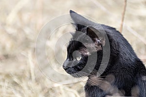 Black cat hides in autumn grass field close-up