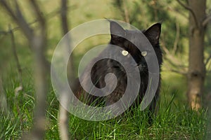 Black cat hiding