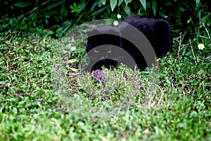 Black cat hunting a little field mouse