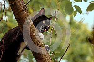 Black cat hunts  on the tree