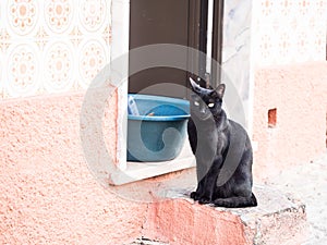 Black cat inTavira, Algarve region, Portugal