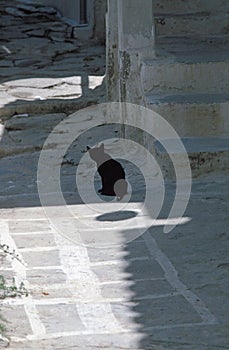 Black cat in Kea Kyklades Greece photo