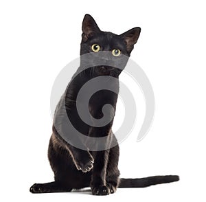 Black cat kitten with a paw up, isolated on white