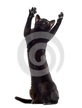 Black cat kitten pawing up, isolated on white