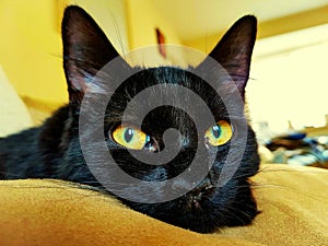 Black cat with large Amber eyes