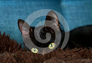 a black cat laying down with a brown blanket behind it