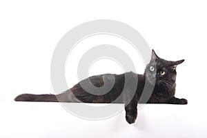 Black cat lie and relax isolated photo