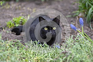 Black cat lie in wait in the garden, dark beast with light green eyes, beautiful animal, eye contact