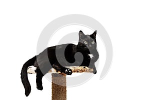 Black cat lies on a cat`s place, white background.