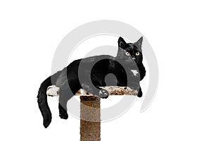 Black cat lies on a cat`s place, white background.