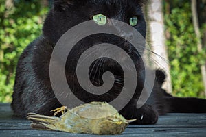 A black cat lies and guards its prey, a small bird a