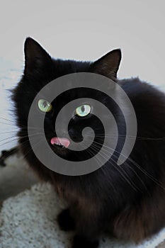 Black cat with long hair and big green eyes
