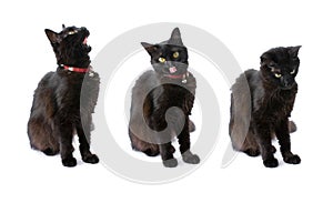 Black cat with long hair isolated on white