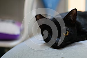 The black cat is looking at camera