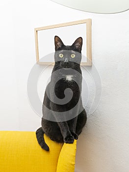 Black cat looking at the camera sitting sentÃÂ¡ndose en una butaca amarilla photo