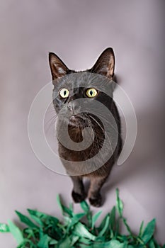 Black cat looking at camera sitting up in studio portrait