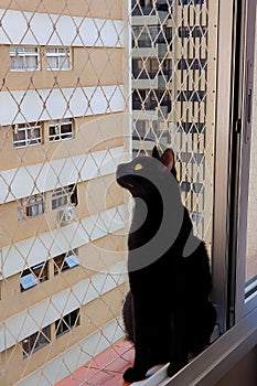 Black cat looking dreamily in the window of an apartmen photo